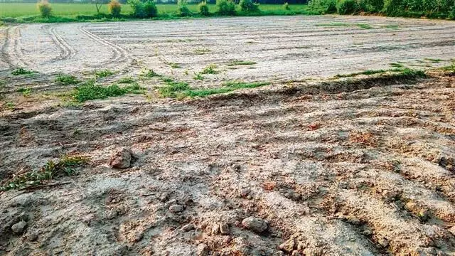 Himachal : कम बारिश के बीच कांगड़ा क्षेत्र में धान की खेती प्रभावित