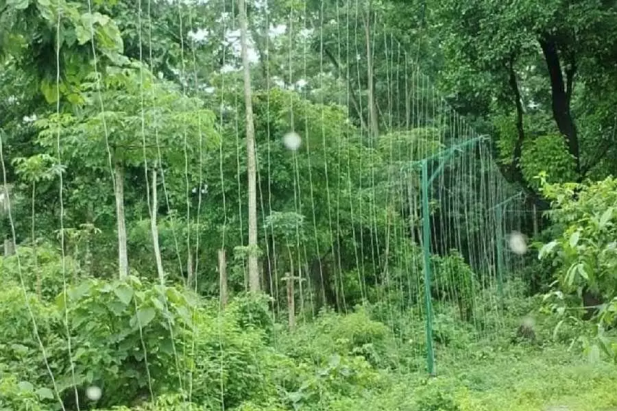 Bengal में पनबारी वन गांव को जंगली जानवरों को रोकने के लिए बाड़ लगाने के लिए पुरस्कृत किया