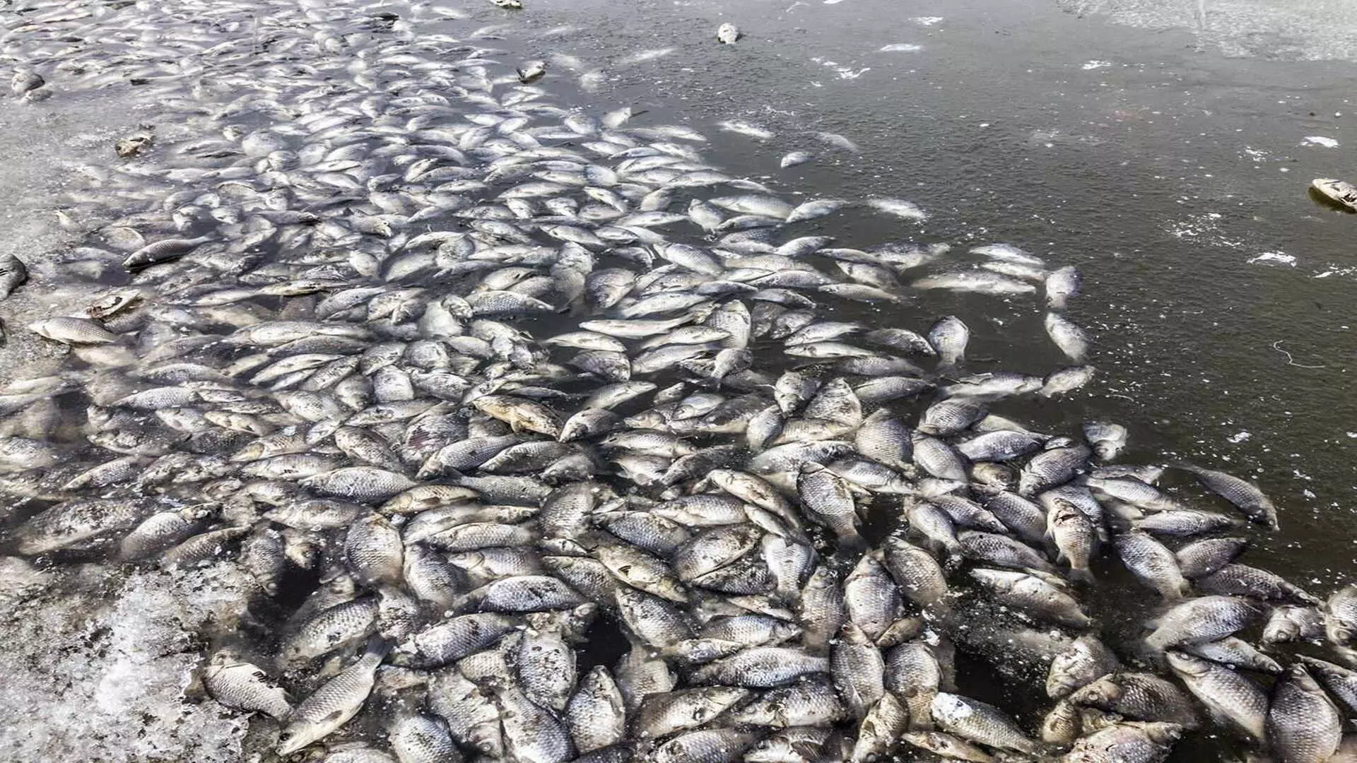 Industrial waste के डंपिंग के बाद ब्राज़ील की प्रमुख नदी में कई टन मृत मछलियाँ