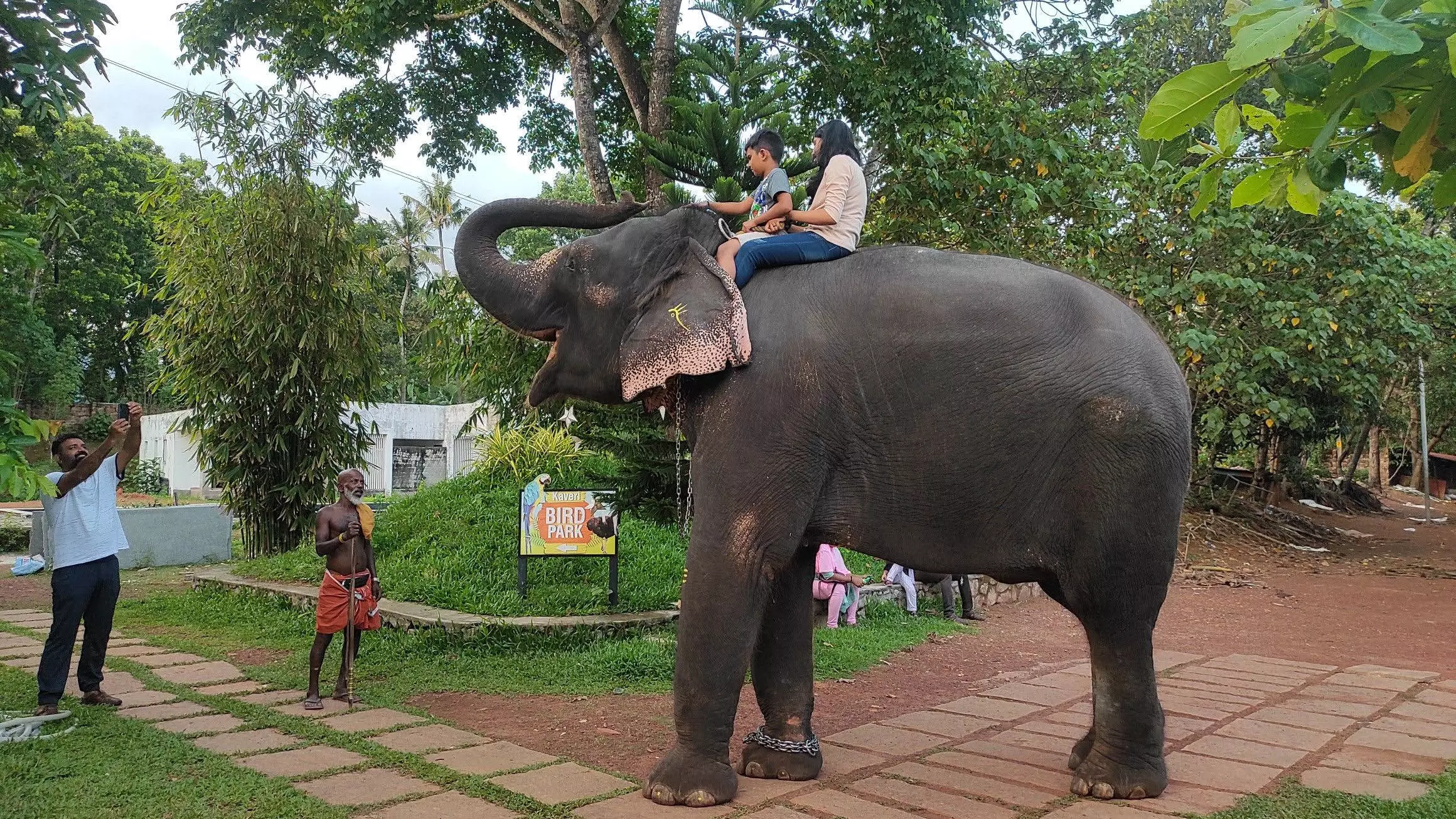 Perumbalam में एक खूबसूरत जंजीर रहित हाथी रास्ते पर चलता रहता है