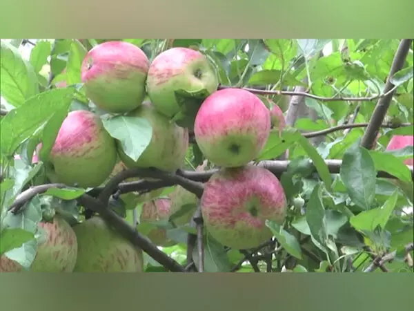 Kuldeep Singh ने हिमाचल सरकार से सेब की फसल में लगी बीमारी को महामारी घोषित करने का आग्रह किया