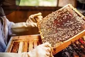 Ludhiana: मानसून से मधुमक्खियों को कैसे बचाया जाए