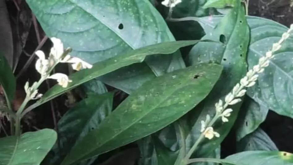 Arunachal : वन्यजीव अभयारण्य में नई पौधों की प्रजाति की खोज की गई