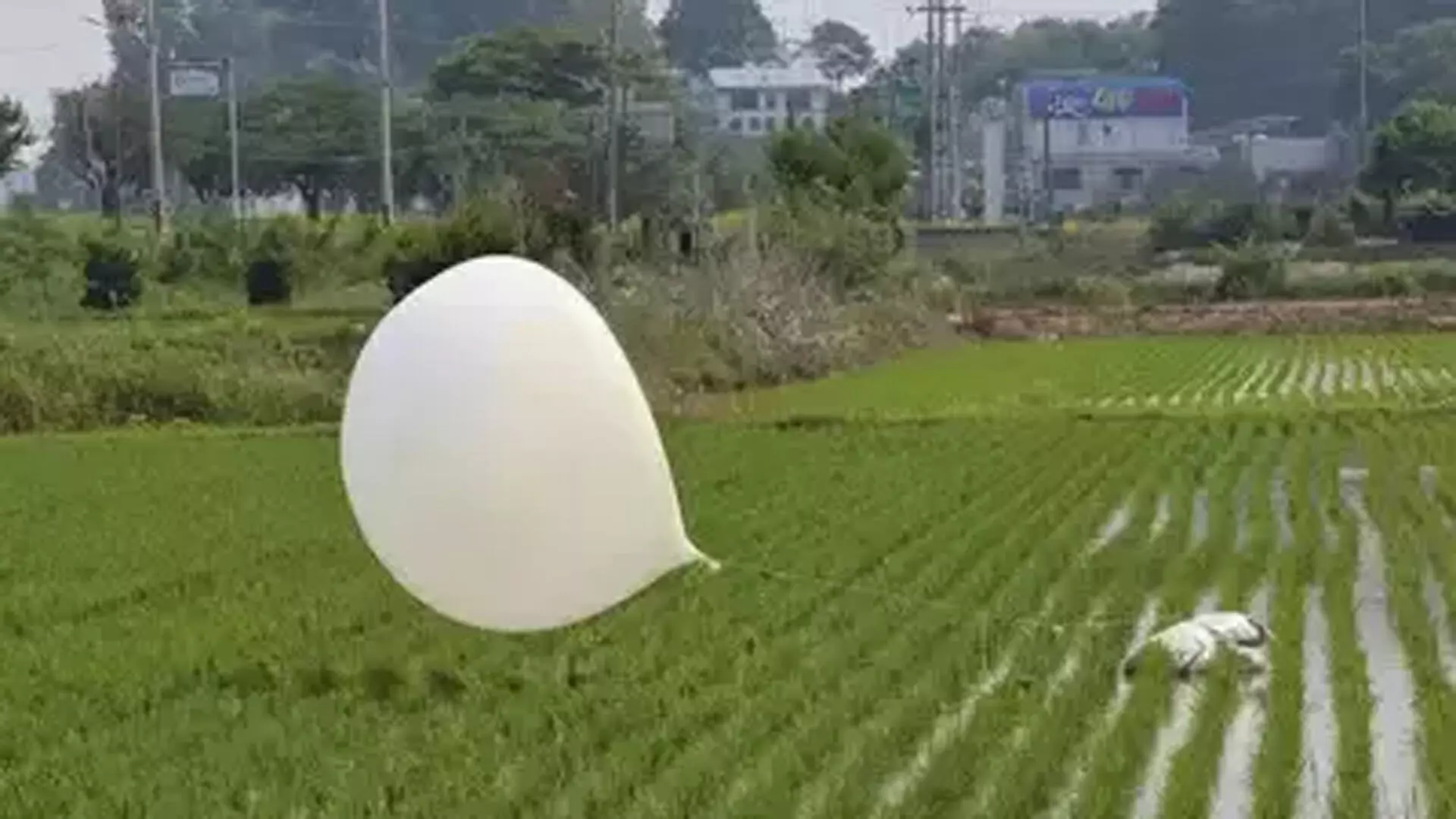 North Korea ने दक्षिण कोरिया की ओर कचरा ले जाने वाले गुब्बारे छोड़े