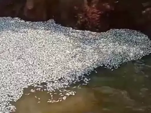 CG BREAKING: शिवनाथ नदी में मरी लाखों मछलियां, लोग हैरान