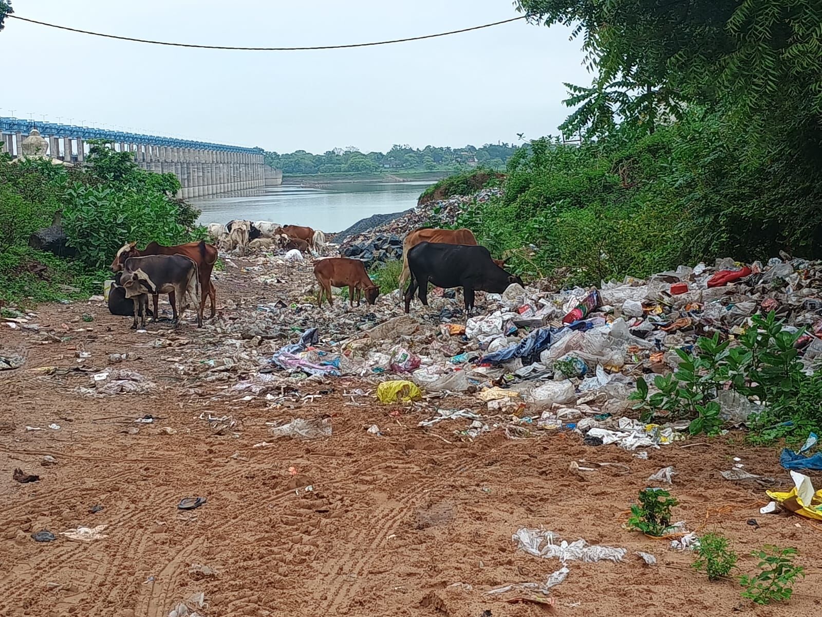 Shivri Narayan: खुले में फेंका जा रहा कचरा व प्लास्टिक को खा रहे हैं मवेशी, चिंताजनक