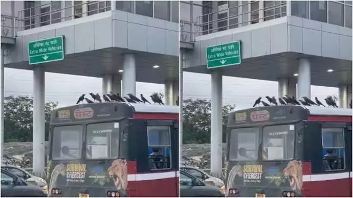 Mumbai में बेस्ट बस में कौवे ने की सवारी, वीडियो वायरल