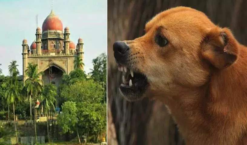 HC ने हैदराबाद में आवारा कुत्तों के हमलों पर राज्य सरकार की खिंचाई की