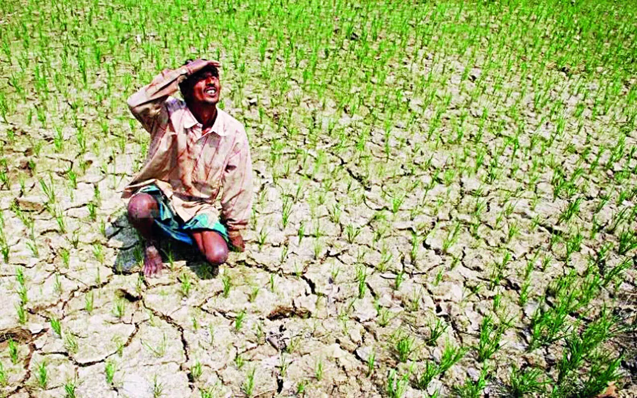 Patna: 29 जिलों में बारिश की कमी, 36 लाख हेक्टेयर धान उत्पादन पर सूखे की मार