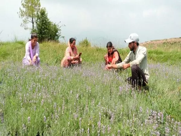 Jammu and Kashmir के उधमपुर में पांच लाख लैवेंडर के पौधे उगाए गए