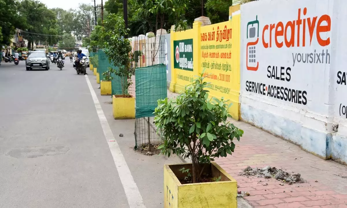 Tamil Nadu: त्रिची में फुटपाथ को पुनः बहाल करने के लिए निगम ने चलाया पौधारोपण अभियान