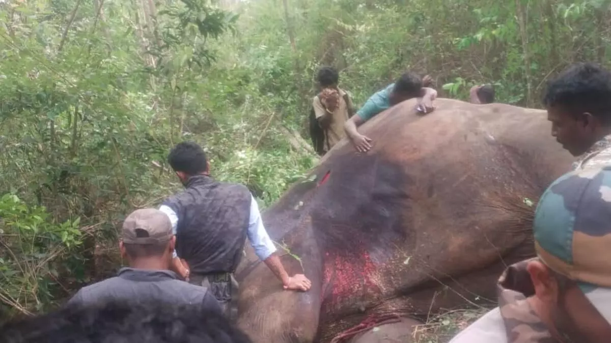 Baharagora : जंगली हाथियों की लड़ाई में एक हथिनी की मौत