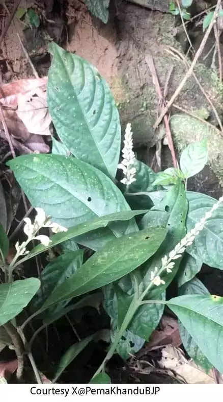 Arunachal : अरुणाचल में पौधों की नई प्रजाति की खोज