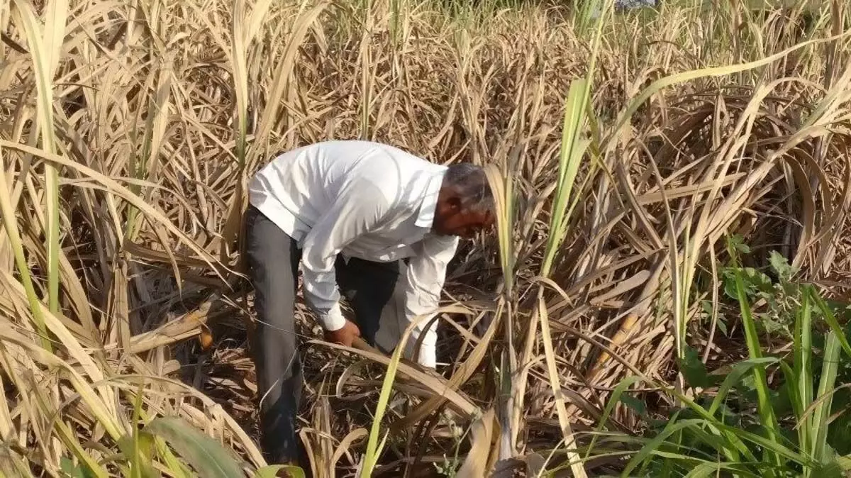 Tamil Nadu : गन्ना किसानों ने सफेद ग्रब के संक्रमण का दावा किया