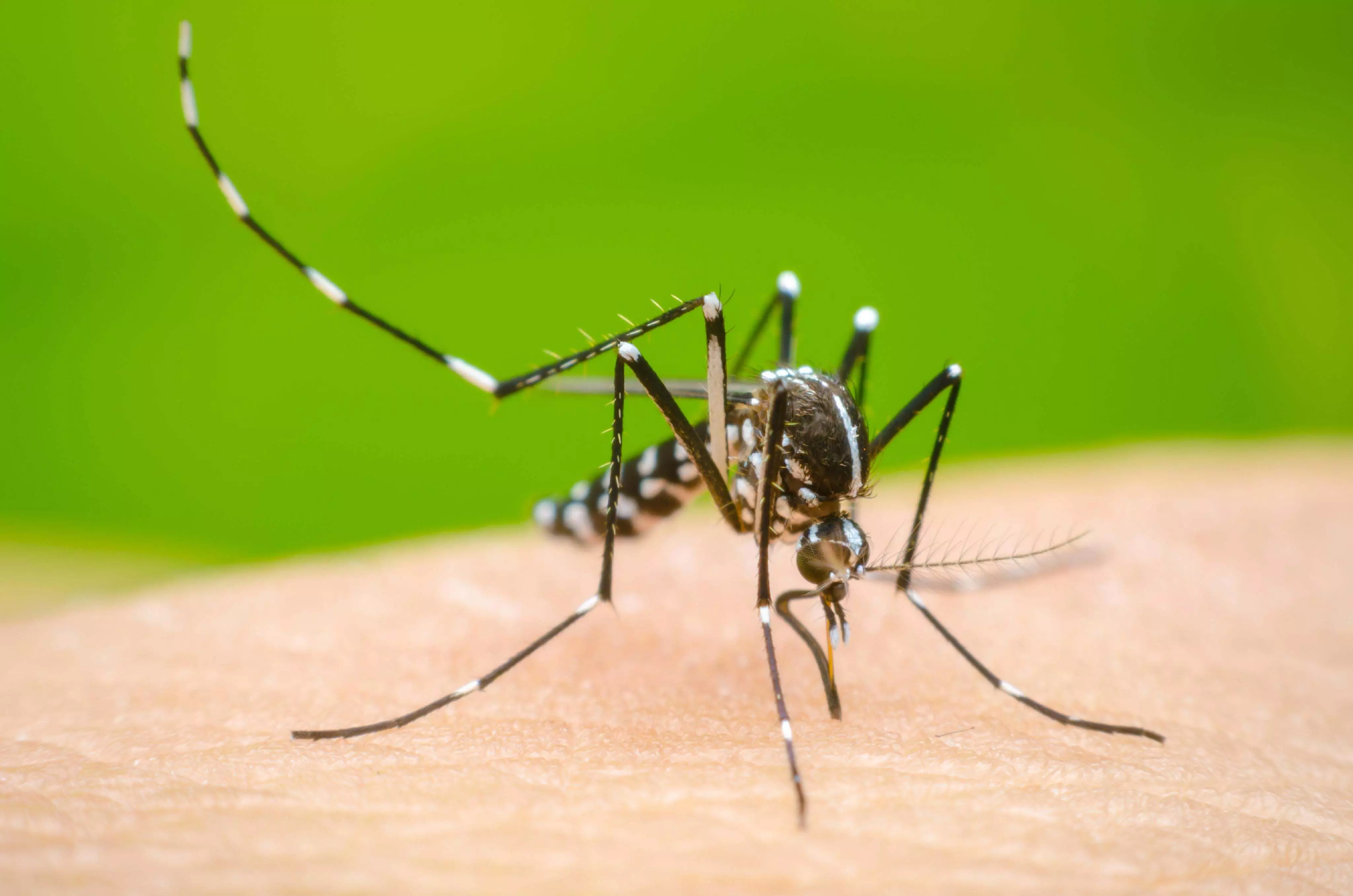dengue के लक्षणों को नजरअंदाज करना मौत का कारण बन सकता