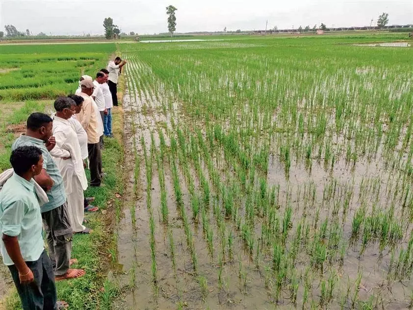 Haryana : 50,540 किसानों ने 3.44 लाख एकड़ में डीएसआर की खेती की