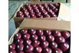 HIMACHAL PRADESH : 1,550 में बिका हाफ बॉक्स स्पर सेब