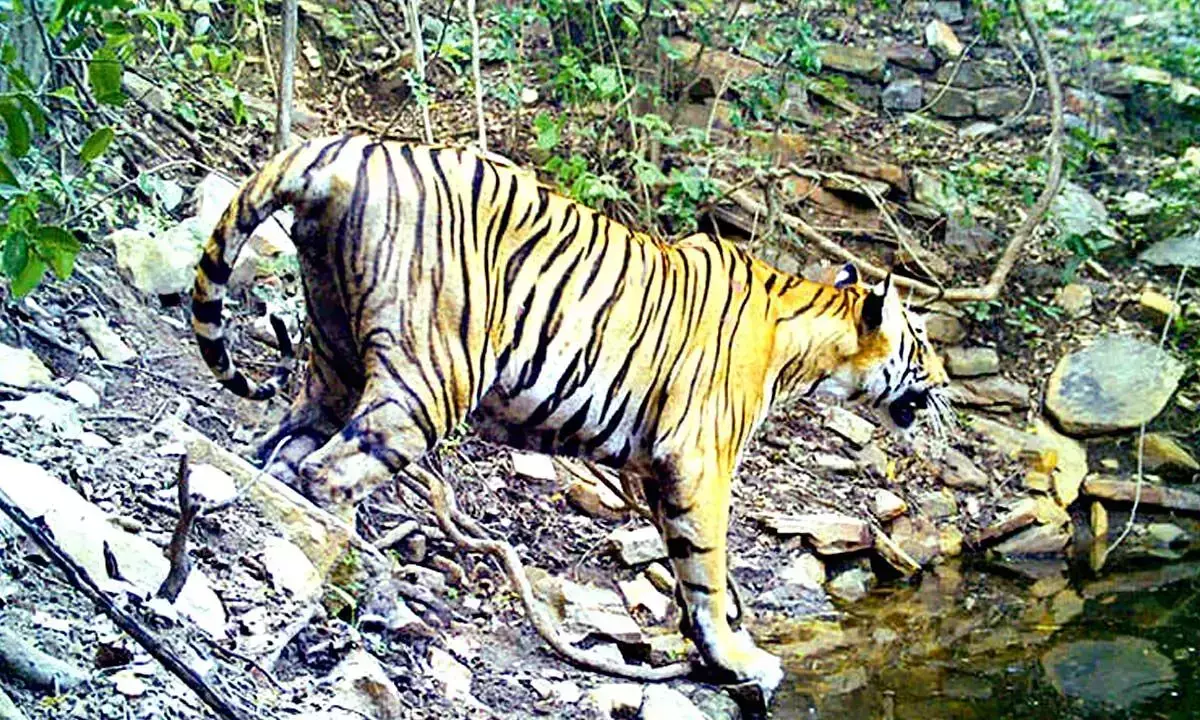 Nallamala बाघों का नया घर होगा