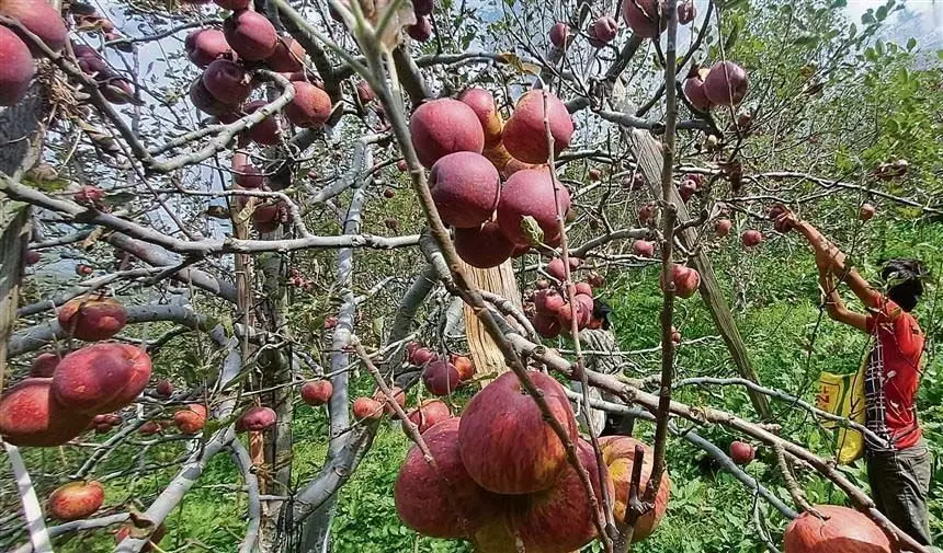 Himachal : सेब के पत्तों पर लगने वाले रोग को महामारी घोषित किया जाए, ठियोग विधायक ने कहा