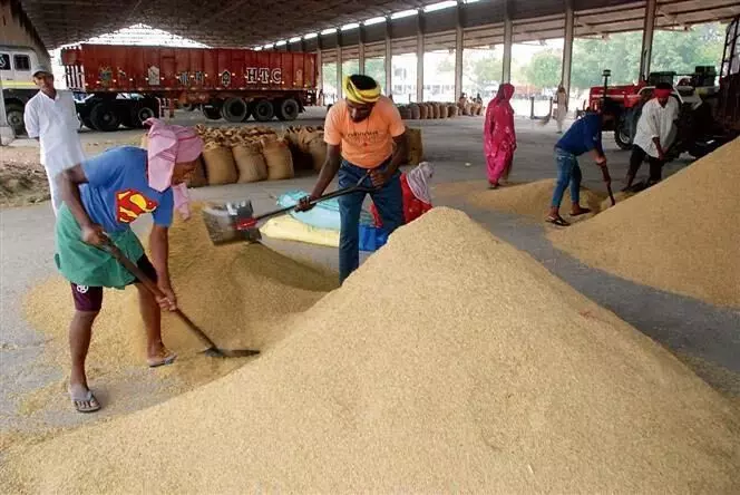 HARYANA :  यूपी का धान करनाल मंडी पहुंचा, कम दामों से किसान निराश