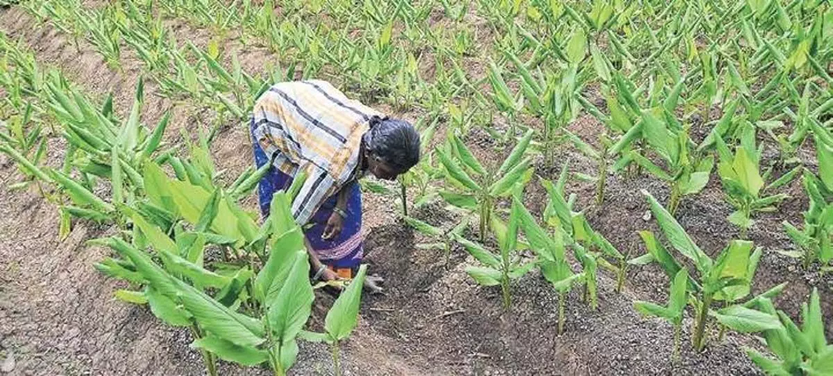 Odisha में धान उत्पादन के लिए अपर्याप्त वर्षा से किसान चिंतित