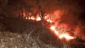 Behror Assembly क्षेत्र , वन क्षेत्रों में आगजनी की घटनाओं में कार्मिकों के नहीं पहुंचने की जांच