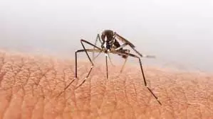 उत्तराखंड: मानसून में डेंगू का खतरा, सक्रिय हुआ देहरादून स्वास्थ्य विभाग