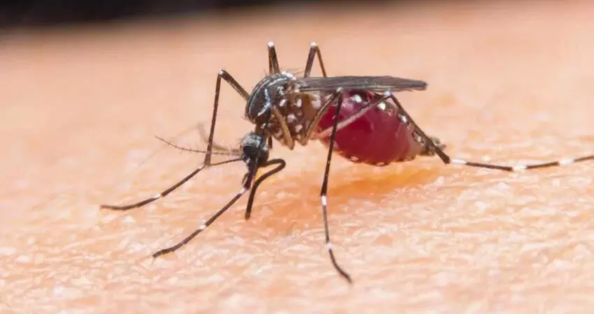 CG NEWS: मलेरिया छीन रहा प्राण, 2 मासूम भाईयों की मौत