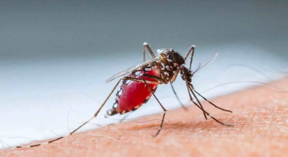 Dengue fever  के कारण प्लेटलेट्स लेवल कम हो गया