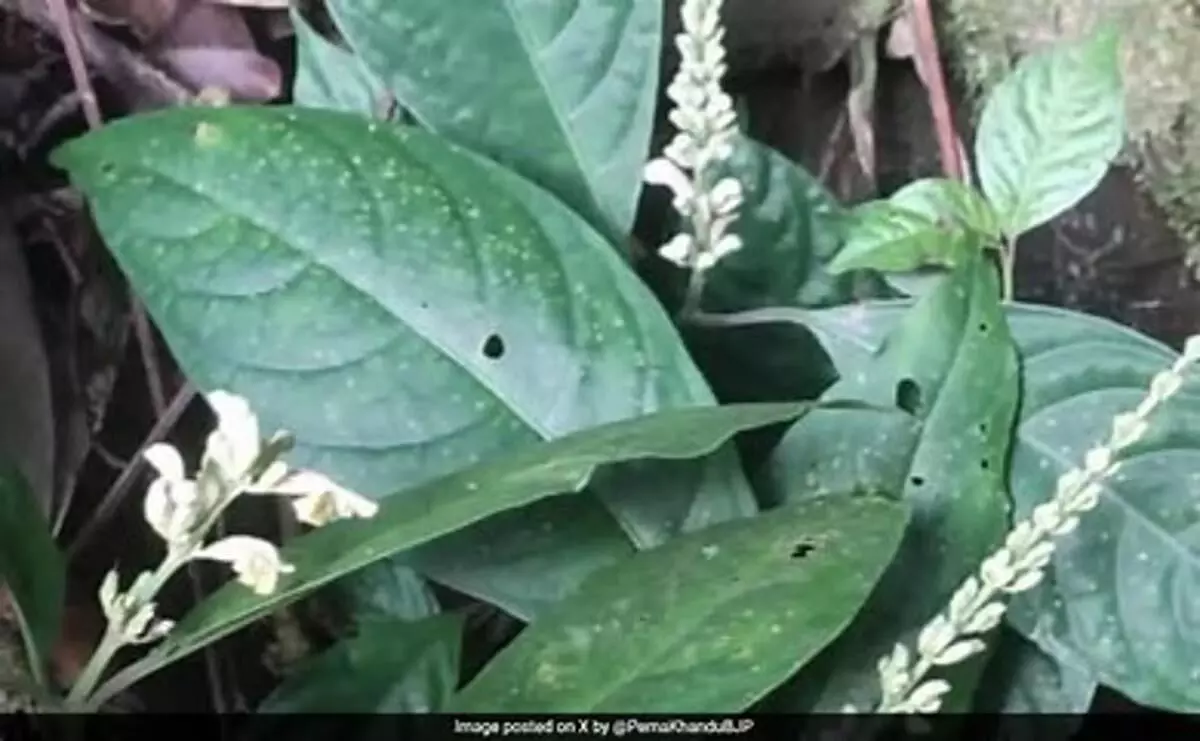 ARUNACHAL : वैज्ञानिकों ने अरुणाचल प्रदेश में नई पौधों की प्रजातियां खोजीं