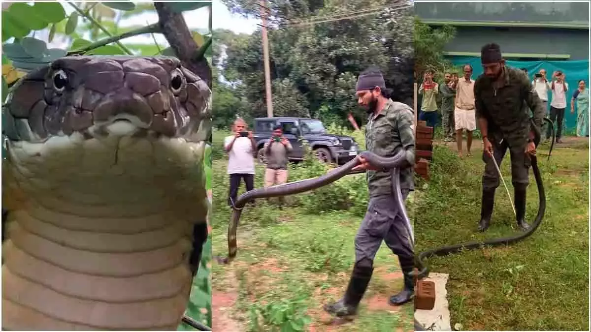Karnataka के अगुम्बे गांव में 12 फुट लंबे किंग कोबरा को बचाया गया