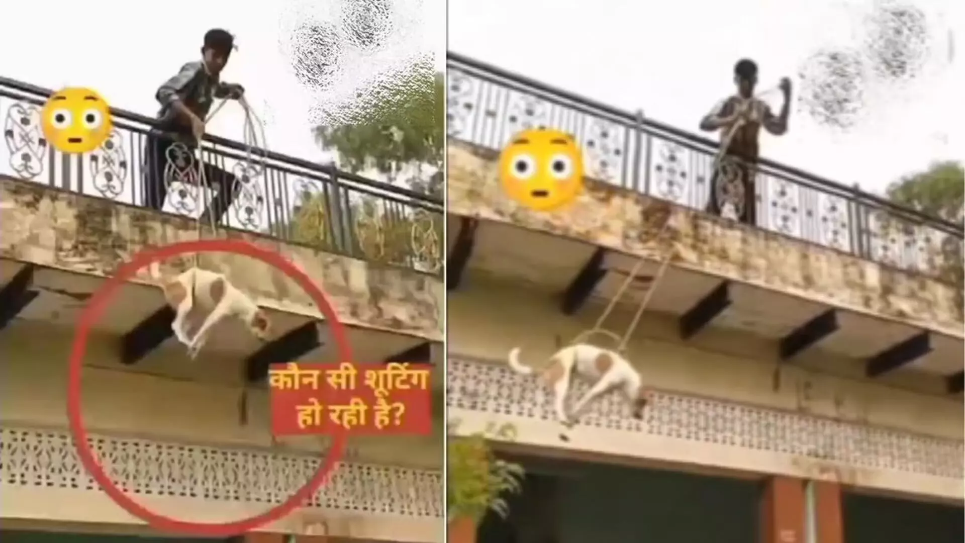 Video: युवक ने कुत्ते को बेरहमी से रस्सी से बांधकर छत से झुलाया