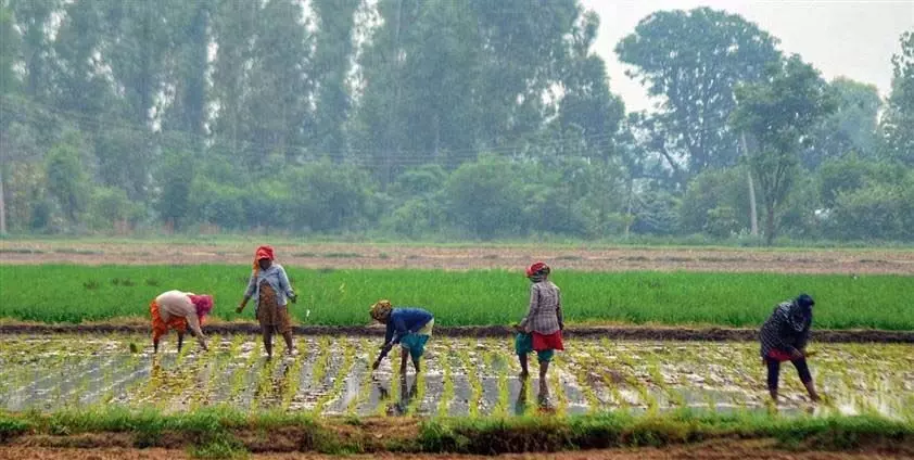 Ludhiana: धान की खेती जोरों पर, 96% क्षेत्र में गैर-बासमती चावल बोया गया