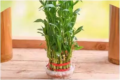 Vastu Tips: इस पौधा लगाते समय भूलकर भी न करें ये गलतियां, आएगी धन की कमी