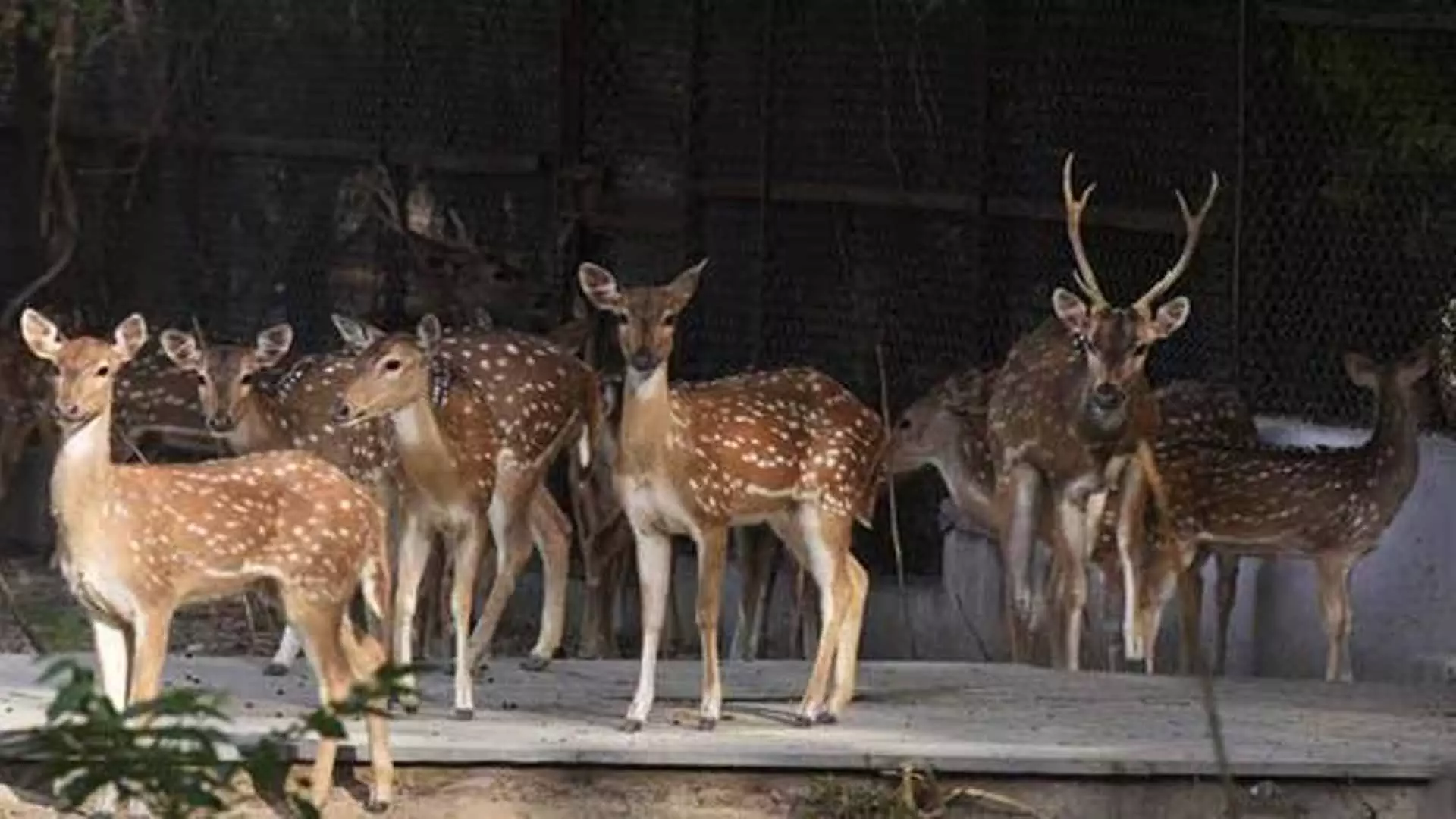 DEHLI: दिल्ली के हौज खास पार्क में दो दर्जन हिरण रखे जाएंगे