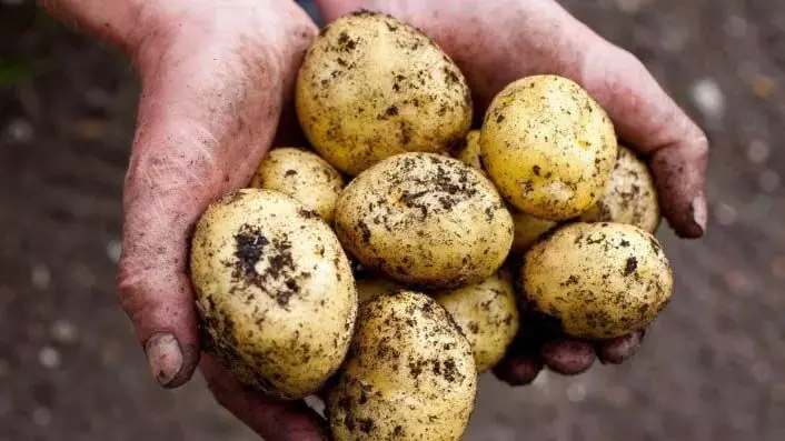 Potato Benefits: आहार का अहम हिस्सा होने के साथ सेहतमंद है आलू