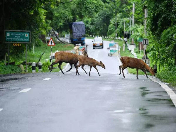 Kaziranga National Park में दिन के समय वाणिज्यिक वाहनों की आवाजाही की अनुमति