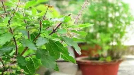 Vastu Tips: घर में कहां लगाएं तुलसी का पौधा, बरसेगी मां लक्ष्‍मी की आशीर्वाद