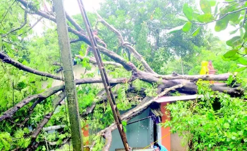 Mardol में गुलमोहर का पेड़ उखड़ने से दम्पति घायल, मकान क्षतिग्रस्त