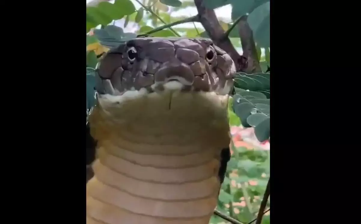 बाप रे! 12 फीट लंबा किंग कोबरा दिखा पेड़ पर, आपको देखकर लगने लगेगा डर