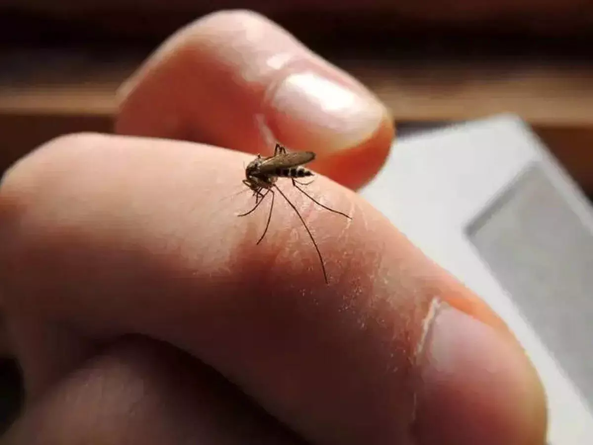Life Style  : मच्छर के काटने से 5 कारण जानिए