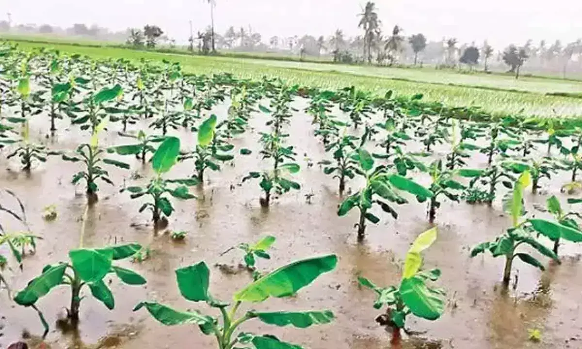 Andhra Pradesh: लगातार बारिश से फसल को भारी नुकसान