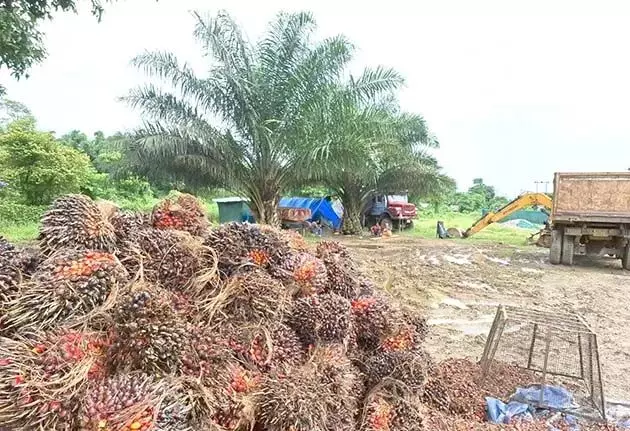 Arunachal : तेल ताड़ के उत्पादकों ने ताजे फलों के गुच्छे बेचकर कमाई शुरू की