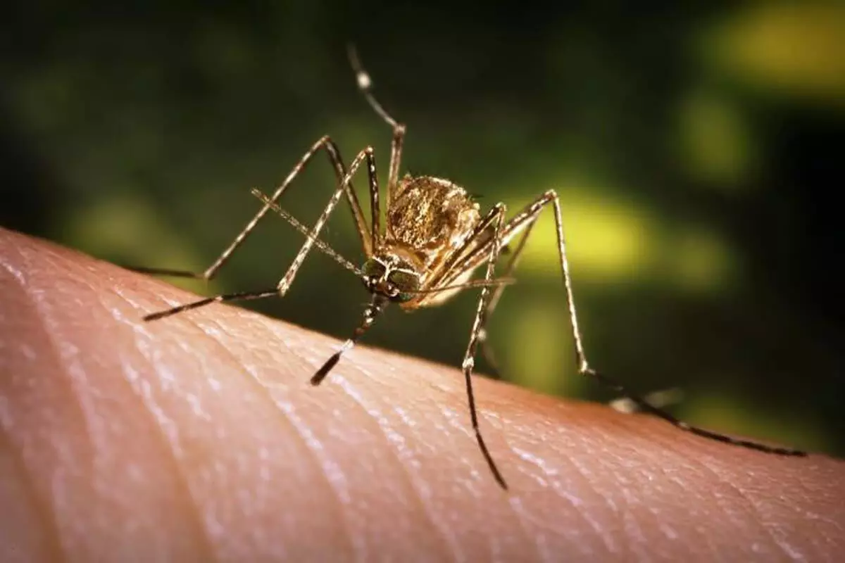 ASSAM : गोलाघाट जिले में जापानी इंसेफेलाइटिस और डेंगू के मामले बढ़ रहे
