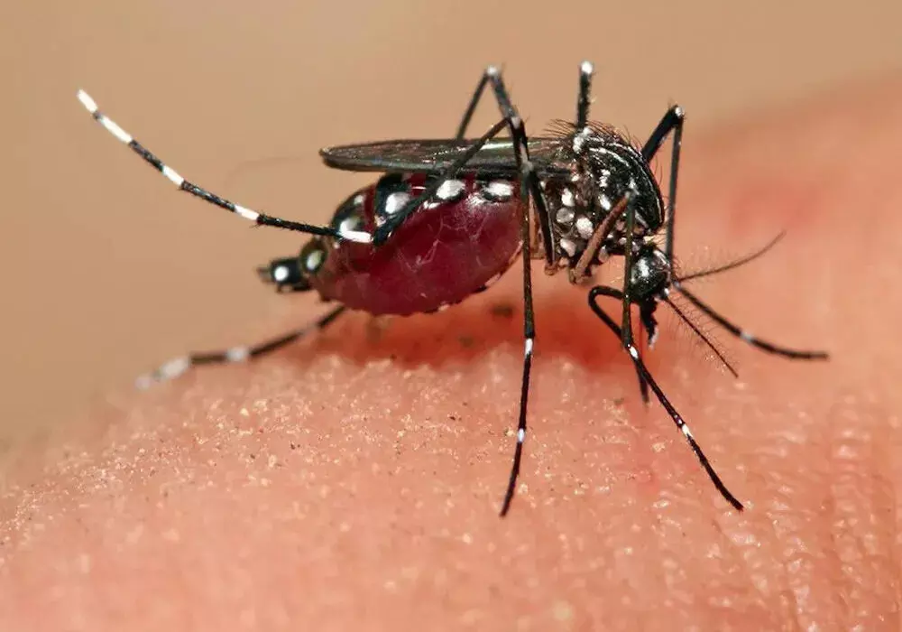 CG NEWS: मलेरिया का मौत डंक, 4 मौतें