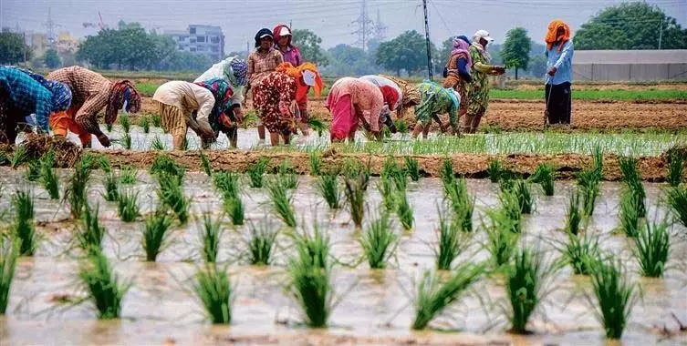 Punjab : धान की खेती छोड़ने वाले पंजाब के किसानों को प्रति हेक्टेयर 17.5 हजार रुपए मिलेंगे