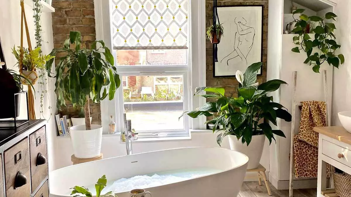 Life Style  :  अपने बाथरूम की खूबसूरती बढ़ाने के लिए लगाएं 3 पौधे