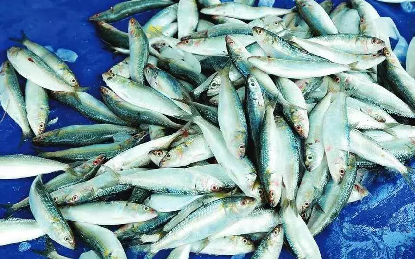 KERALA : मछली पकड़ने पर प्रतिबंध से उत्पादन में 41% की वृद्धि हुई
