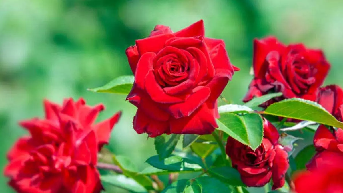 Home Remedy: इस तरीके से लगाएं गमले में गुलाब, खिलेगा एकदम परफेक्ट