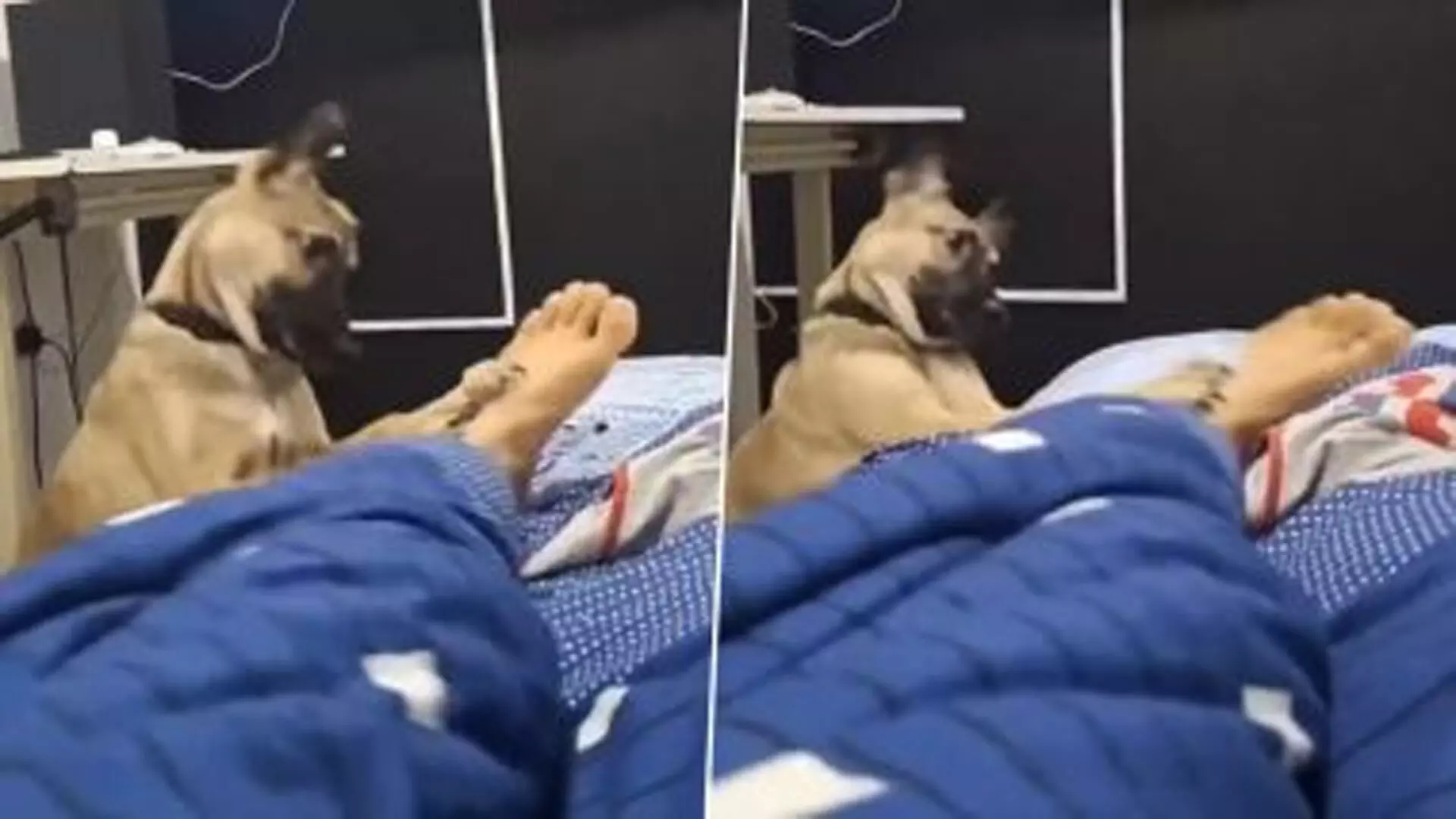 Viral Video: अपने मालिक को जगाने के लिए उसके पैरों को जोर-जोर से हिलाने लगा कुत्ता
